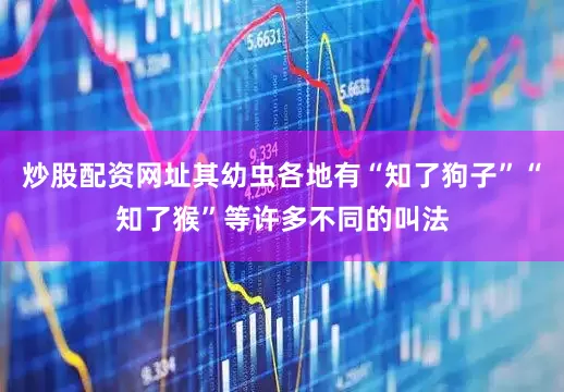 炒股配资网址其幼虫各地有“知了狗子”“知了猴”等许多不同的叫法