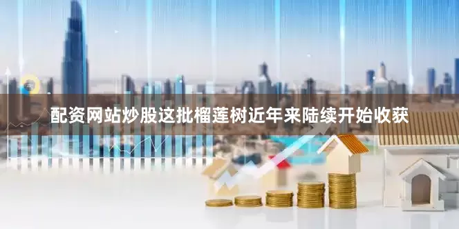 配资网站炒股这批榴莲树近年来陆续开始收获